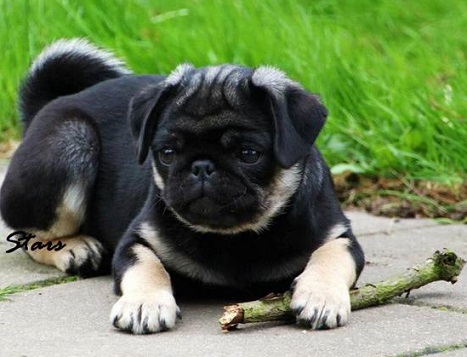 black and tan pug puppies for sale